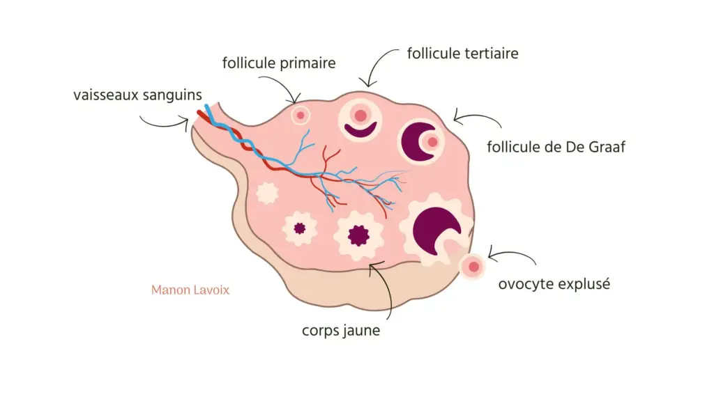 anatomie-ovaire