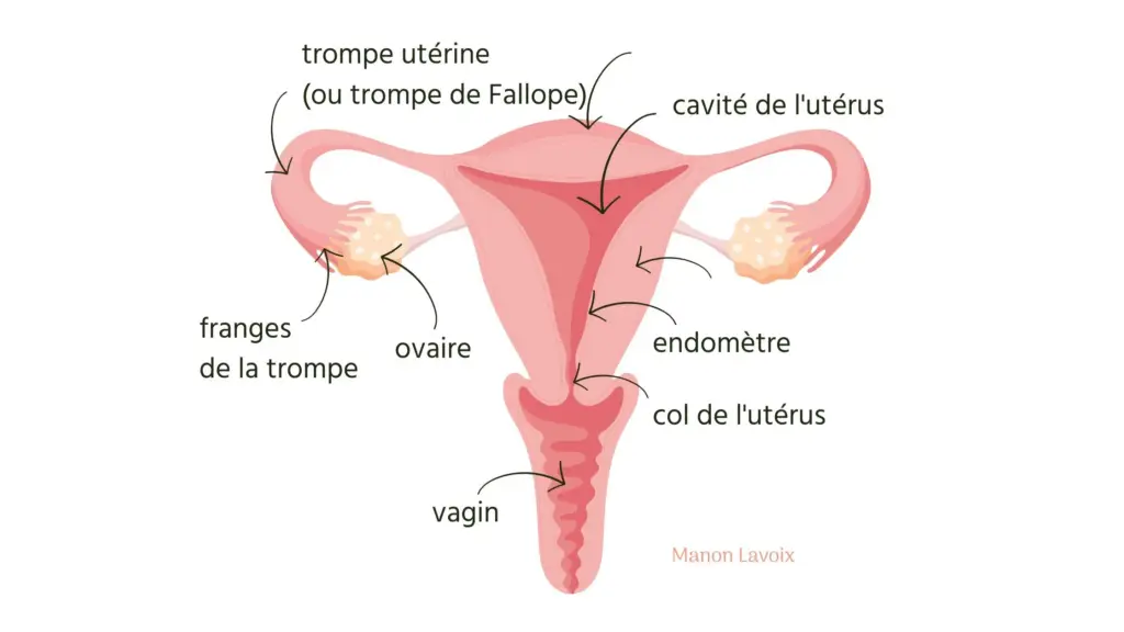 anatomie-uterus