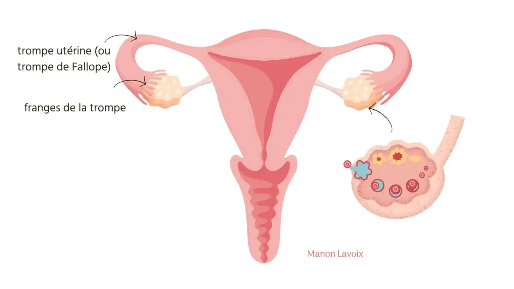 uterus-trompes-uterines